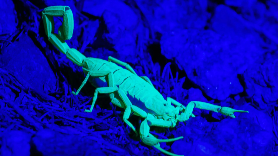 What Is A UV Flashlight Used for